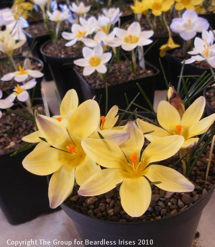 09 Crocus cv 